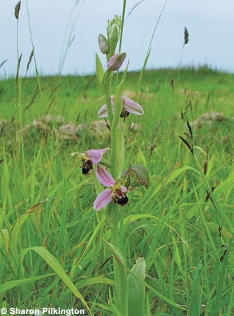 Bee orchid, Ophrys apifera.