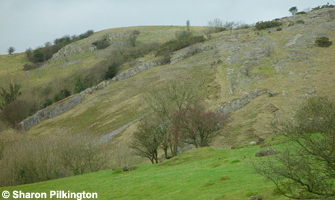 Draycott Sleights nature reserve