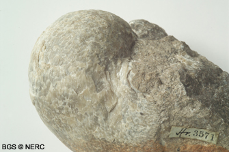 Gigantoproductus