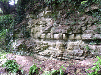 The Langport Member (White Lias), part of the Penarth Group, Milton lane, Wells.