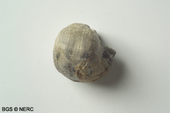 Productus (Dictyodostus) Vaughani