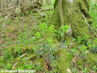 Wood Spurge Euphorbia amygdaloides, one of several indicator species of ancient woodland.