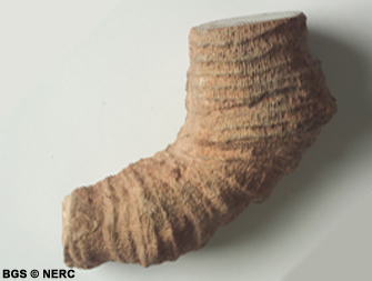 Palaeosmilia murchisoni